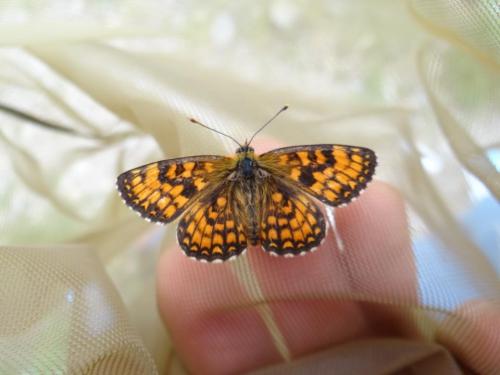 Melitaea sp.